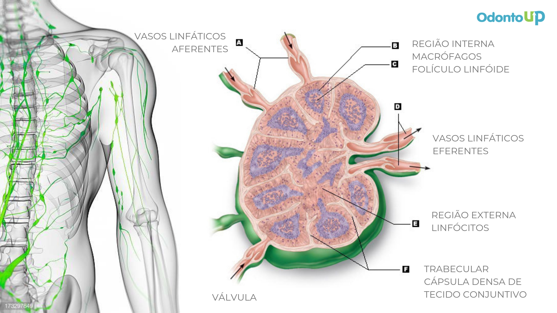 O Que é Um Linfonodos EDULEARN