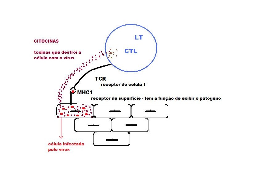 acao linfocito t 