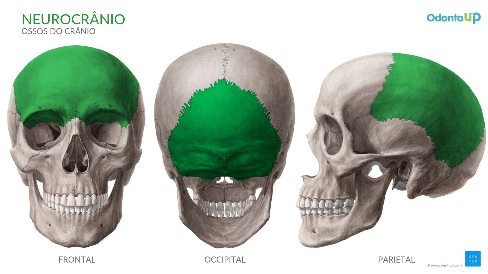 viscerocranio-zigomatico-maxila-mandibula-palatino-nasal-vômer