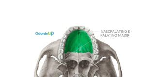 Anestesia do Nervo Palatino Maior e Nervo Nasopalatino nasopalatino palatino maior