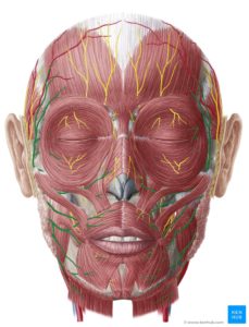nervo facial motor 