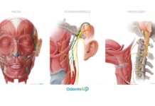 Nervo Facial, Glossofaríngeo e Hipoglosso