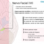 Nervo Facial