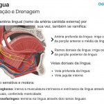 lingua