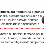 Superficial interna ou membrana sinovial_ recobre o côndilo, a eminência arti