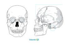 Antropologia do Crânio