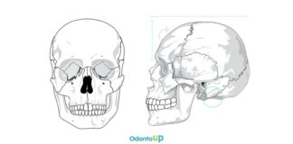 Antropologia do Crânio