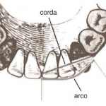 técnica de carrea