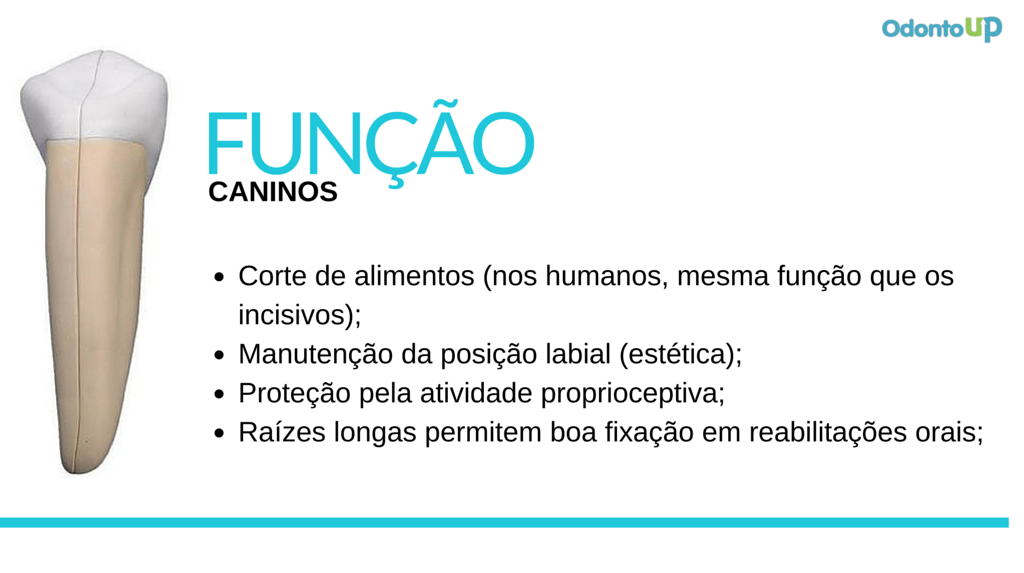 dentes caninos – características anatômicas na Odontologia