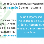 Os feixes de fibras de um músculo são muitas vezes unidos aos de outro e nos locais de inserção é comum estarem entrelaçados.-4