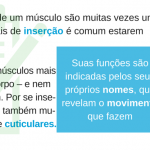 músculos face