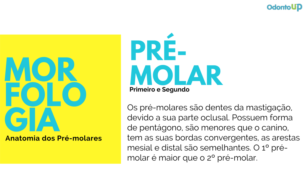 morfologia dentes pré-molares – características anatômicas na Odontologia