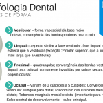Morfologia Dental-2