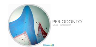 Histologia do Periodonto