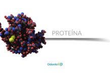 Digestão e Absorção de Proteínas