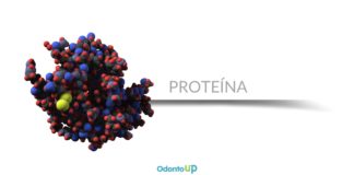 Digestão e Absorção de Proteínas