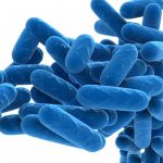 bacterias1