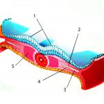 mesoderm
