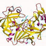 pepsin