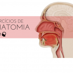 Anatomia-3
