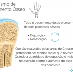 Mecanismo de Crescimento Ósseo