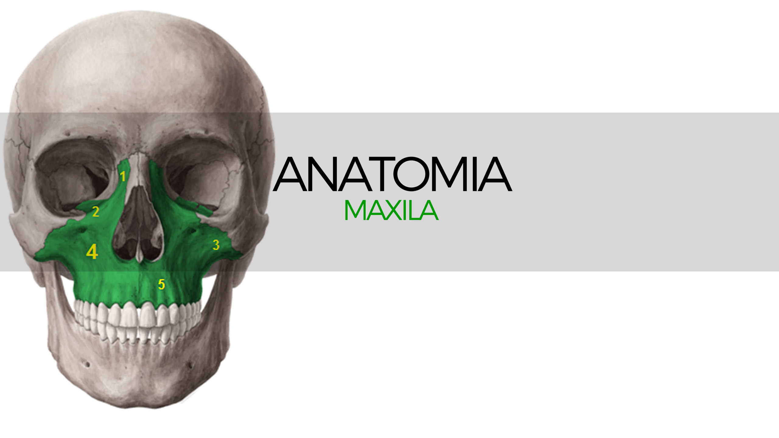 Anatomia óssea (mandíbula e maxila)