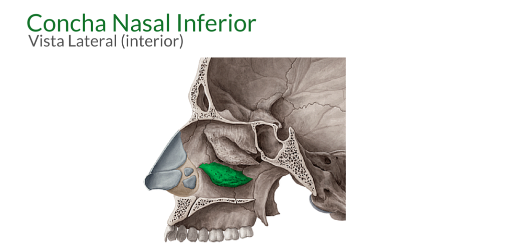 anatomia da maxila – estruturas ósseas do viscerocrânio na Odontologia concha nasal inferior