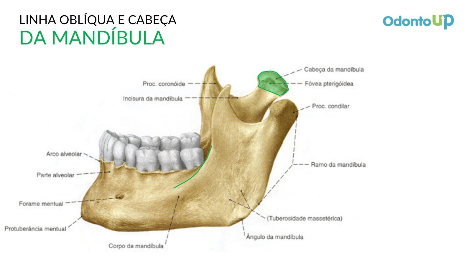 Mandibula