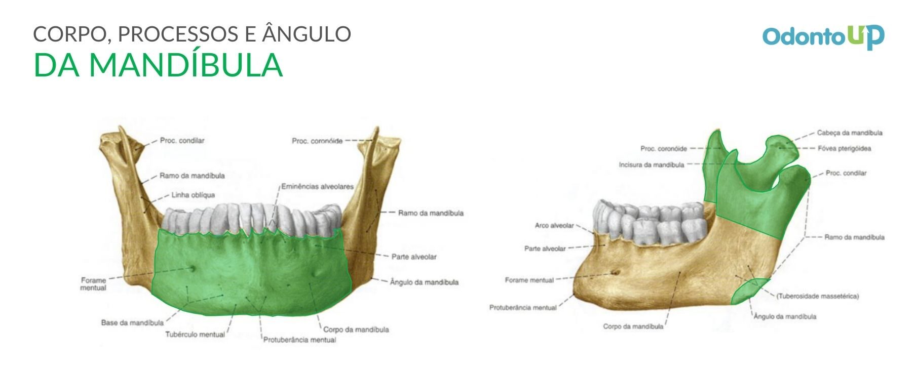 Entenda possíveis acidentes anatômicos da mandíbula