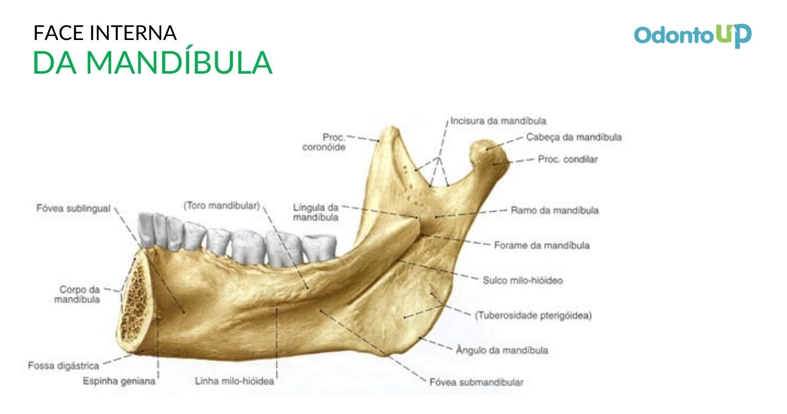 Maxilar: anatomia, principais causas de dor e muito mais