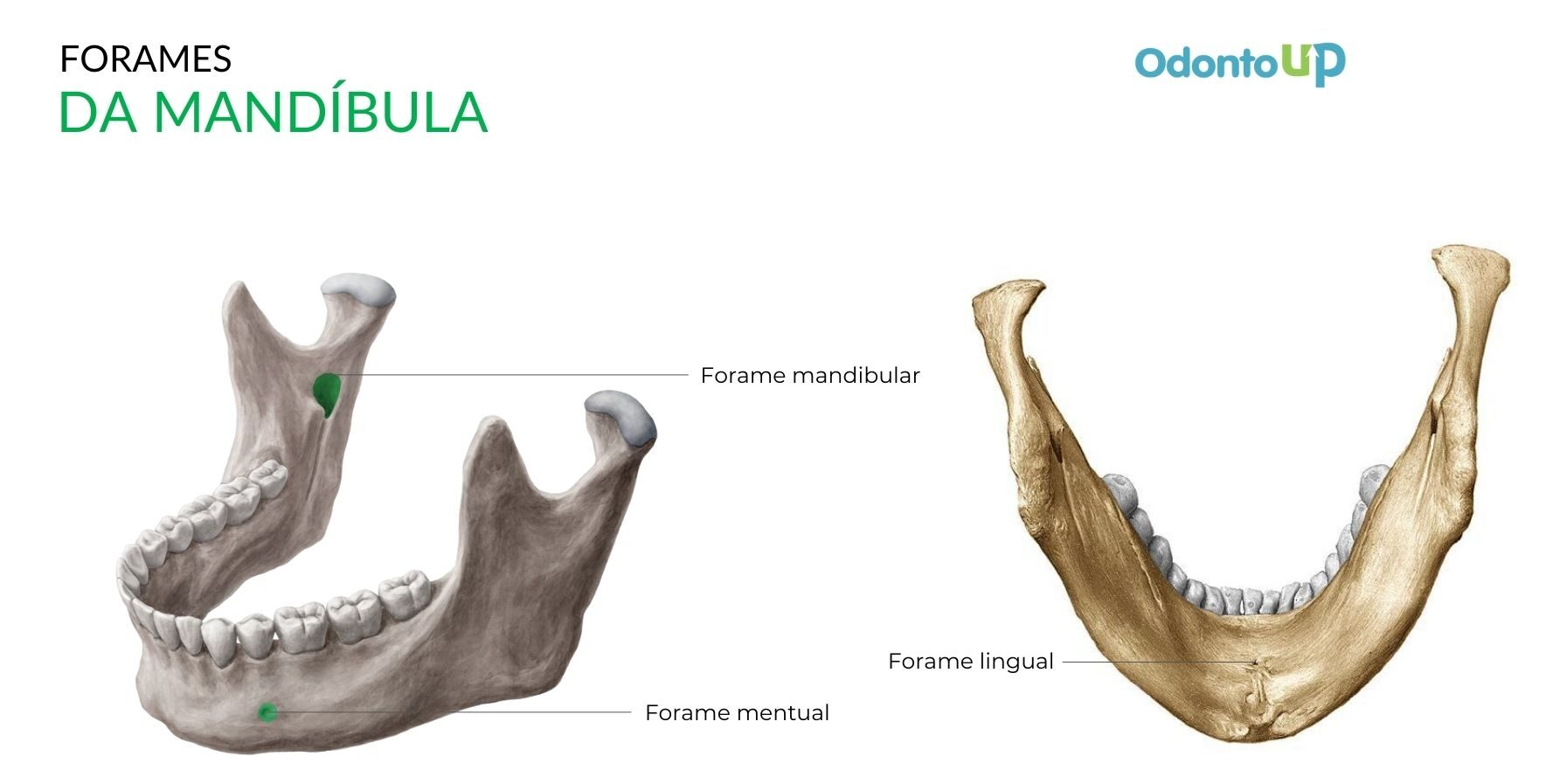Anatomia da Mandíbula (Com Tabela Resumida do Osso) – Odonto Up
