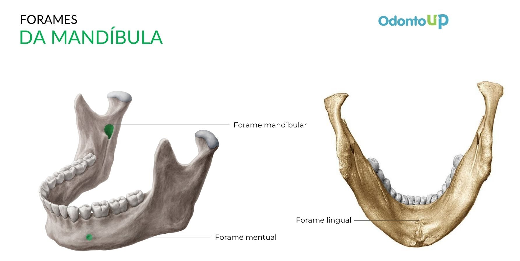 Mandíbula - Aula 4 Teórica - Anatomia - Anatomia Humana 