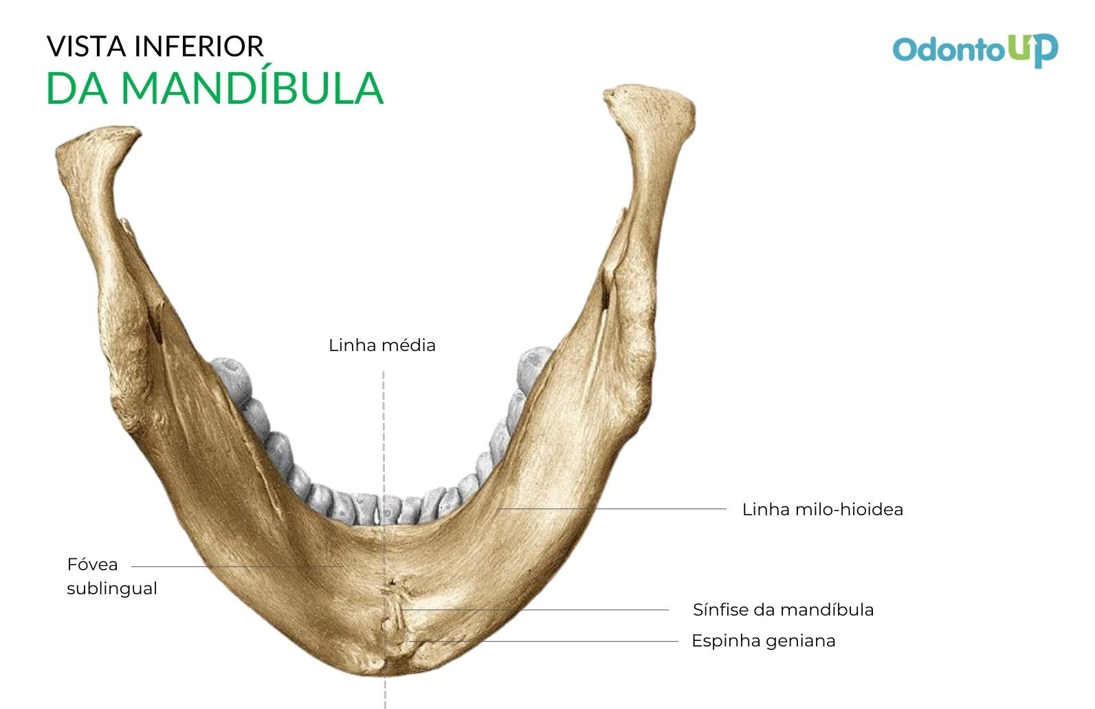 Anatomia da Mandíbula (Com Tabela Resumida do Osso) – Odonto Up