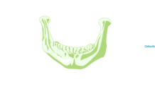 Anatomia da mandíbula: estrutura, funções e importância na Odontologia