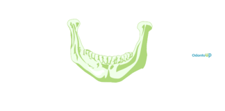 Anatomia da mandíbula: estrutura, funções e importância na Odontologia