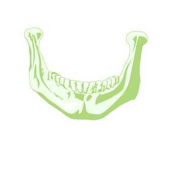 Anatomia da mandíbula: estrutura, funções e importância na Odontologia