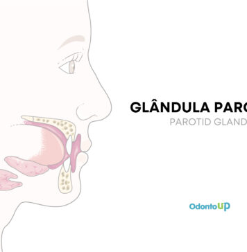 Glândula Parótida
